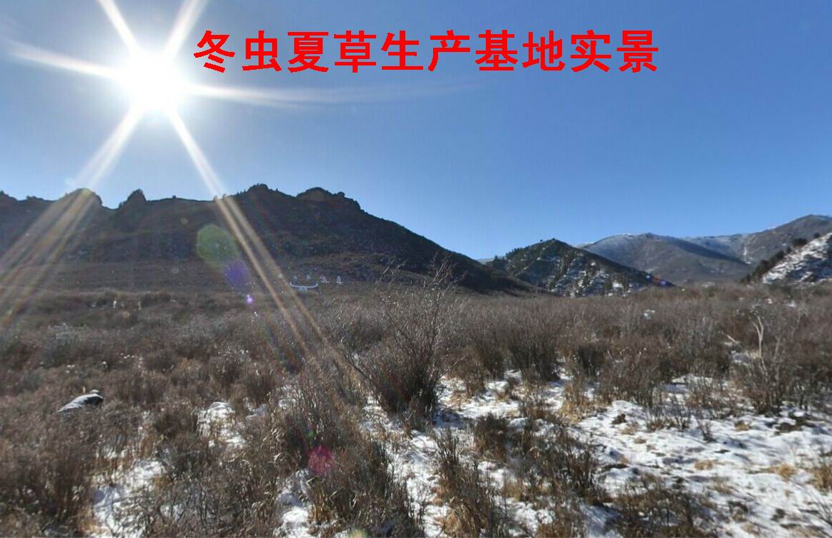 冬蟲(chóng)夏草生產(chǎn)基地實(shí)景